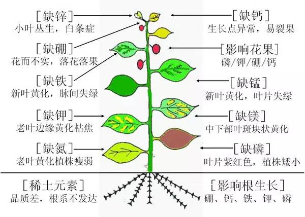 植物必要元素的生理作用及植物营养缺素症诊断